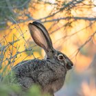 Rabbit Painting Among Colorful Foliage and Bokeh Background