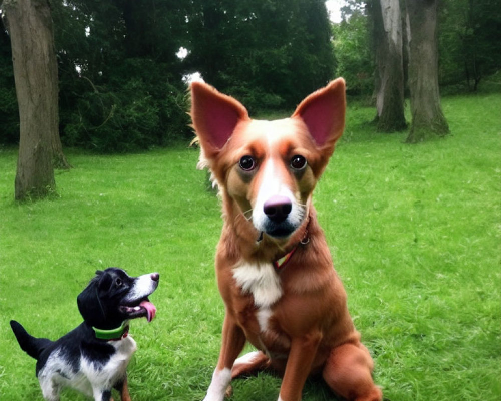 Large Dog with Exaggerated Ears Sitting in Park with Smaller Dog