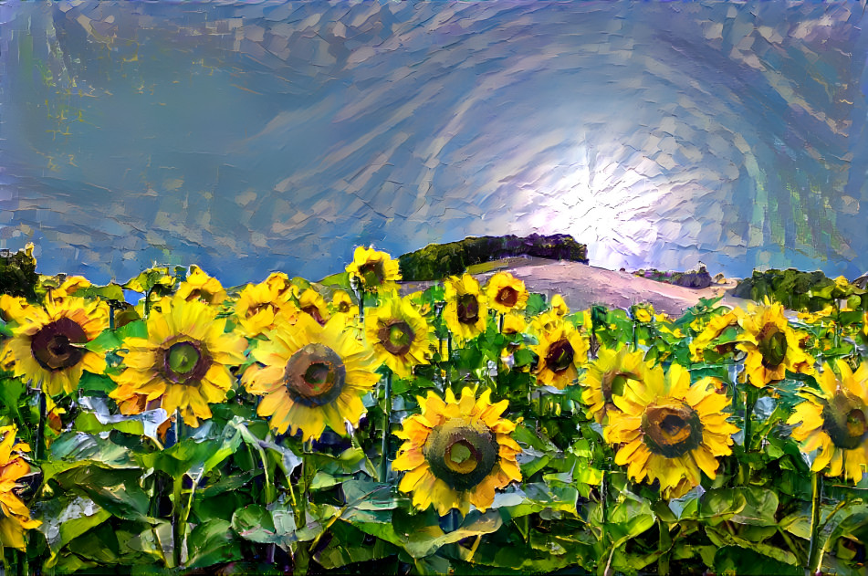 Morning Sunflowers