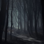 Solitary figure walking in misty, dimly lit forest