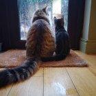 Two Cats Sitting by Window Watching Snowfall with Pink Plant and Mouse