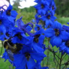 Vibrant Blue Flowers with Golden Centers on Soft Green Background