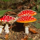 Vibrant Red Mushrooms with White Spots on Mossy Surface