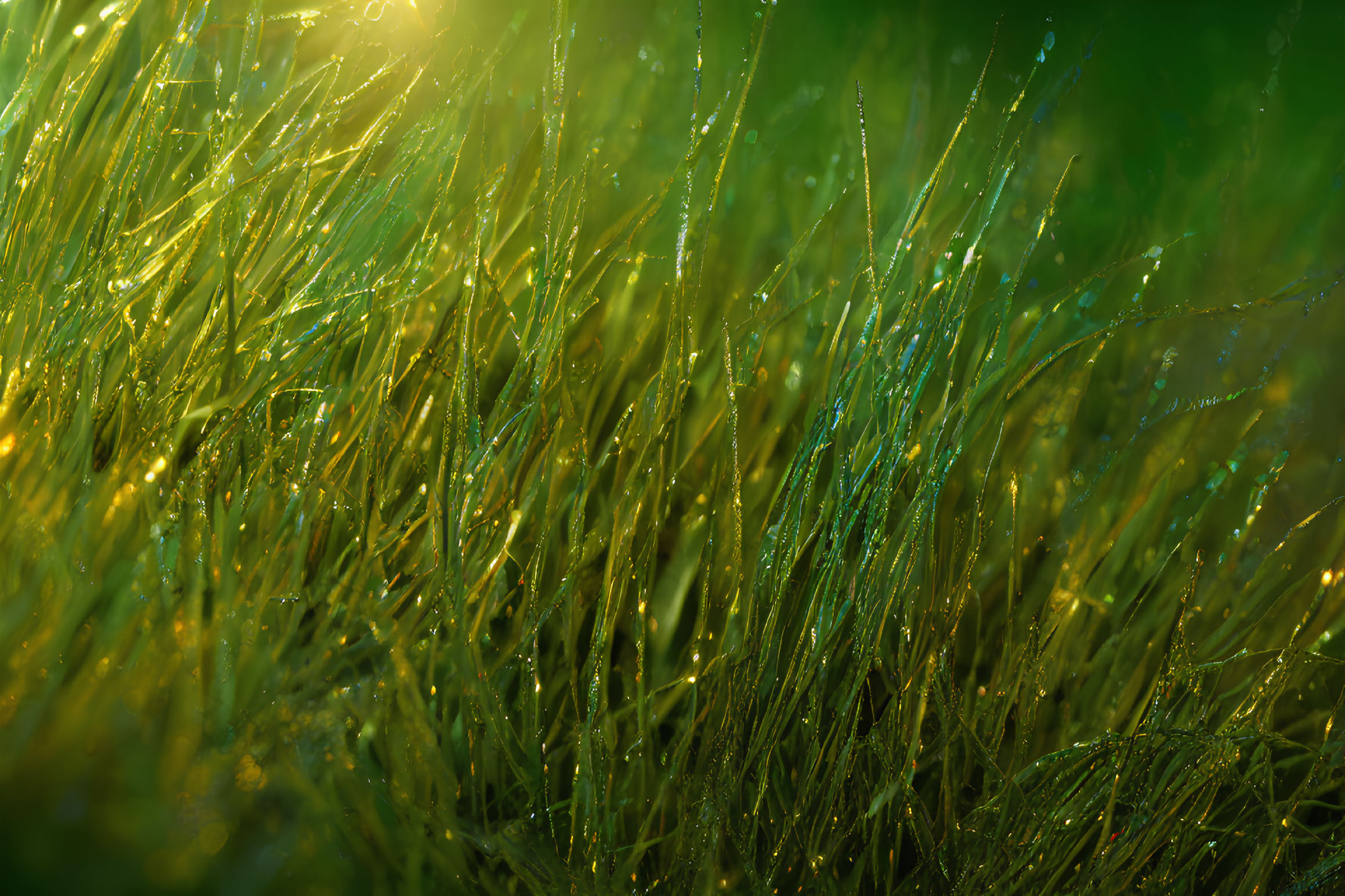 Fresh Morning Dew on Vibrant Green Grass with Sunlight Sparkle