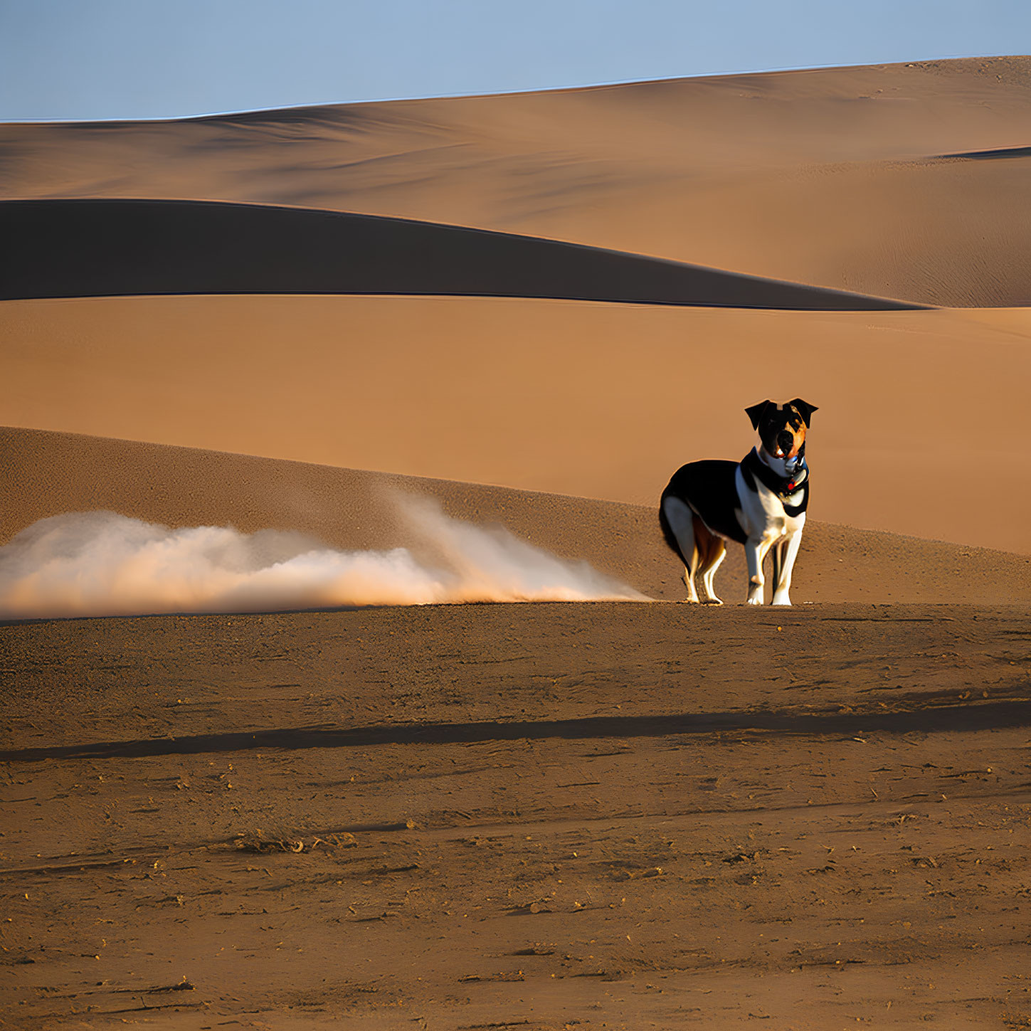 Dog on desert dune under clear blue sky