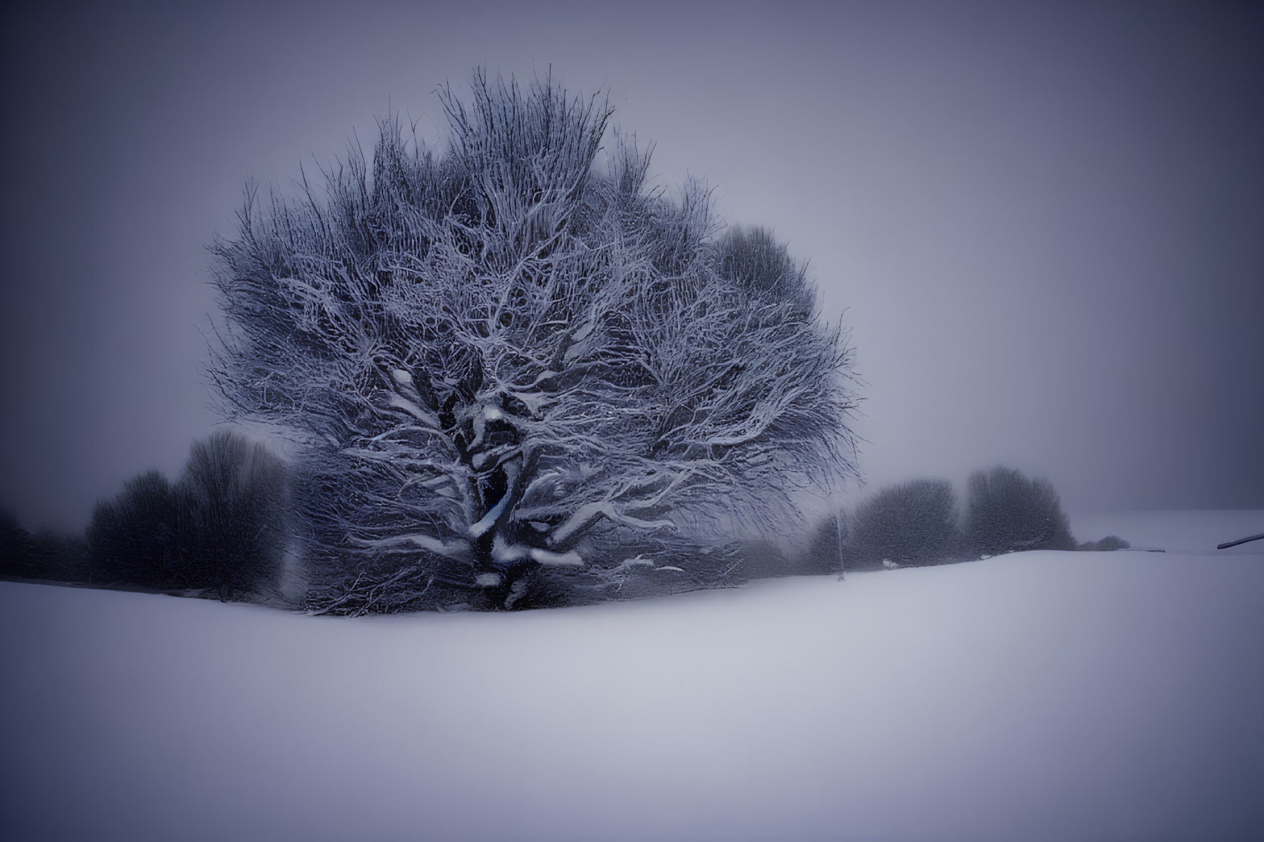 Snow-covered landscape with solitary frost-covered tree