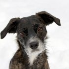 Melancholic dog with abstract, melting features and swirling patterns