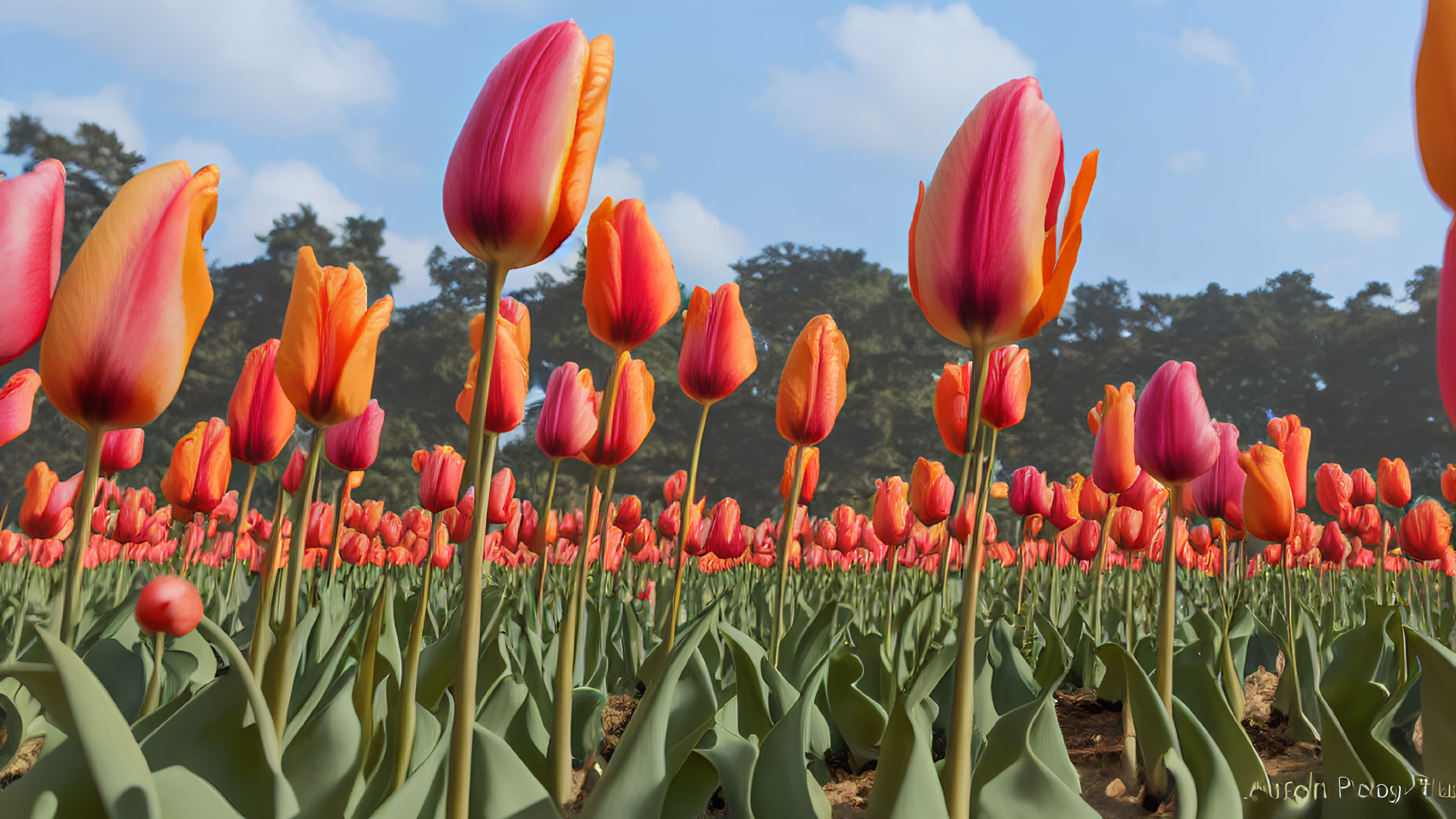 Field of Closed Orange and Red Tulips under Blue Sky