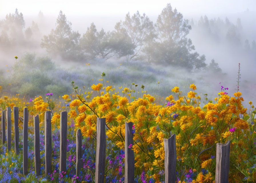 Misty Meadow at Dawn with Yellow and Purple Wildflowers