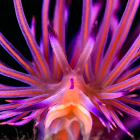 Colorful Sea Anemone with Purple and Pink Tentacles on Dark Background