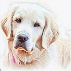 Detailed Golden Retriever Illustration: Brown Eyes, White Coat