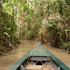 Blue canoe navigating narrow waterway in dense tropical vegetation