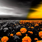 Orange Flowers in Black-and-White Landscape with Dramatic Sky