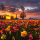 Colorful tulip field at sunset with farmhouse and blossoming trees