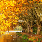 Surreal digital artwork: golden tree-like structures, winding road, reflective water, orange sky