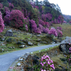 Mountainous Landscape with Pink Flowers, Winding Stream, and Mist