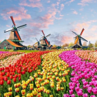 Vibrant Dutch village painting with windmill and flower fields