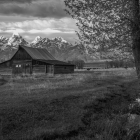 Monochrome serene landscape with lone house, reflective pond, and prominent tree