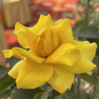 Yellow Rose in Full Bloom Against Warm-Toned Background