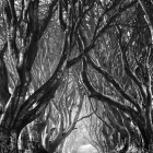 Monochrome illustration of dense, intricate forest with twisting trees