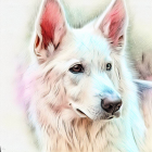 White Dog with Pointed Ears and Multicolored Eyes Among Soft Purple Flowers