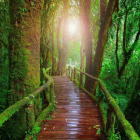 Wooden bridge in vibrant flower-lined forest pathway at sunrise