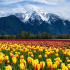 Multicolored tulip field with sunset sky and trees