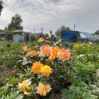 Tranquil landscape with orange poppies, birds, stone ruins, hazy sky