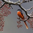 Colorful bird perched on branch with pink flowers