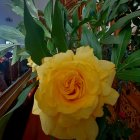 Golden Rose with Sparkling Edges and Green Leaves on Glossy Surface