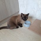 Two cats with human-like eyes at table with croissants and cookies