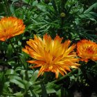 Colorful Floral Arrangement with Orange and Yellow Flowers