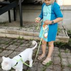 Girl in Blue Dress Walking White Dog on Cobblestone Street with Basket of Eggs