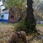 Autumn scene with two dogs under large tree