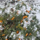 Orange roses contrast snowy landscape in winter scene