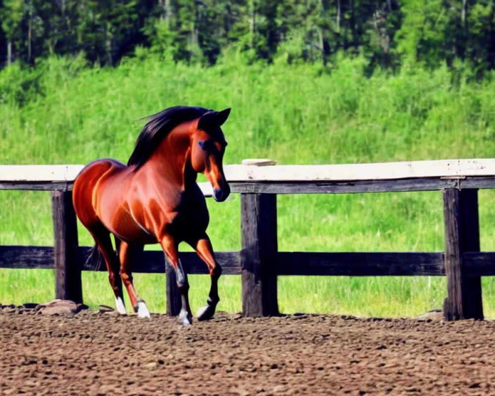 Chestnut horse running by white fence in lush green forest