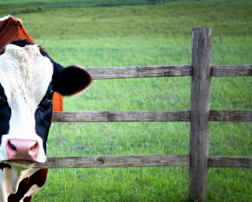 Brown and white cow peeking over wooden fence in green field