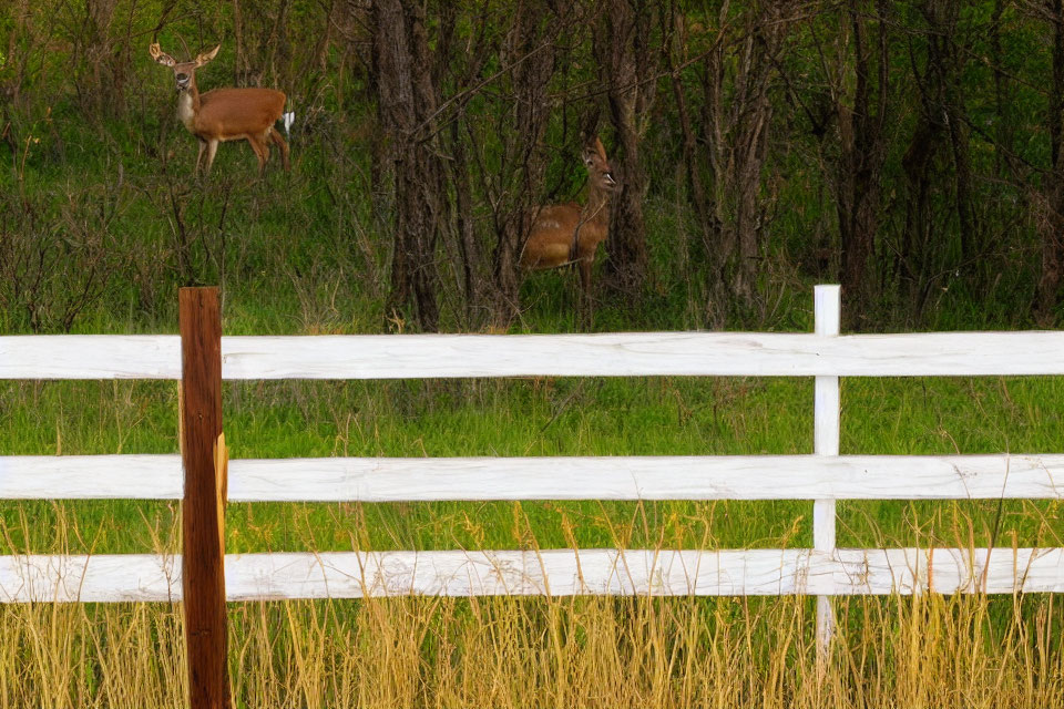 Two deer in grassy field behind white fence and trees.