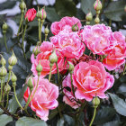 Colorful painting of pink roses with green leaves on soft-focus backdrop