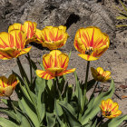 Colorful Pink, Yellow, and Blue Flowers on Ornate Golden Background