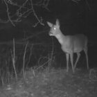 Insect-like Creature in a Mystical Foggy Forest