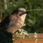 Serene Bird Among Lush Foliage and Flowers