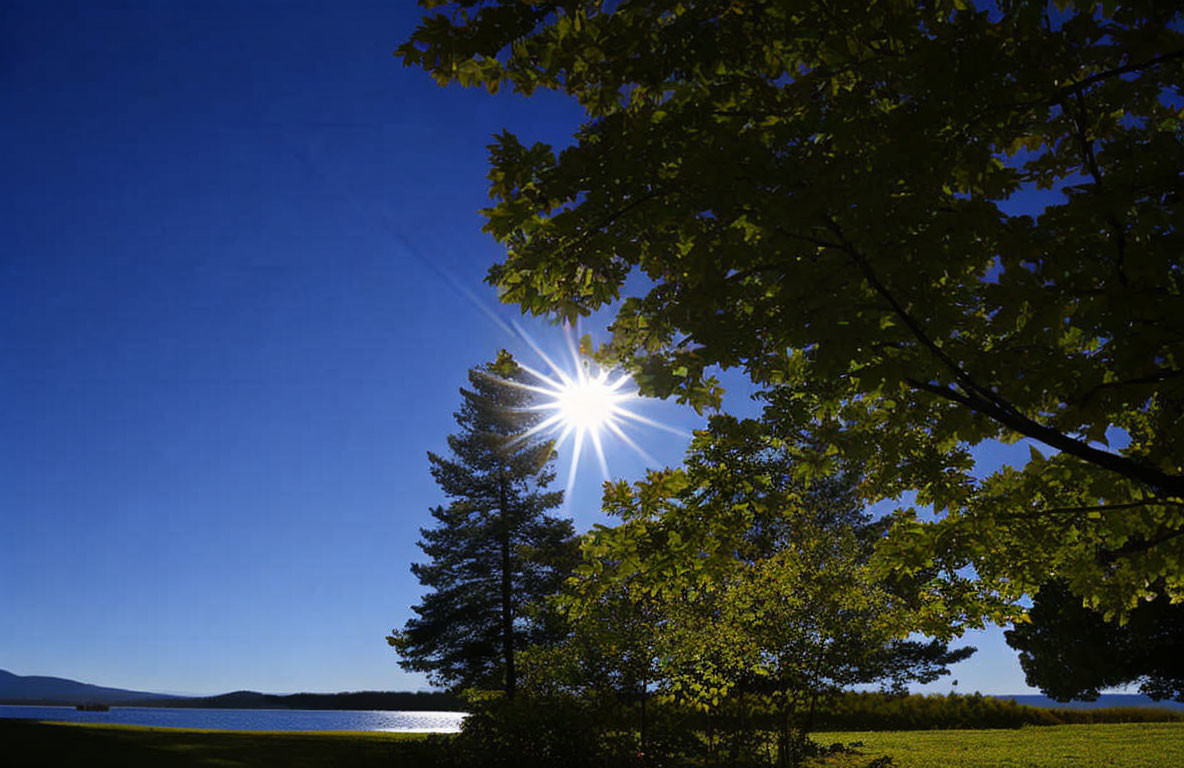 Sunburst shining through trees against blue sky with lush green foliage framing corner.