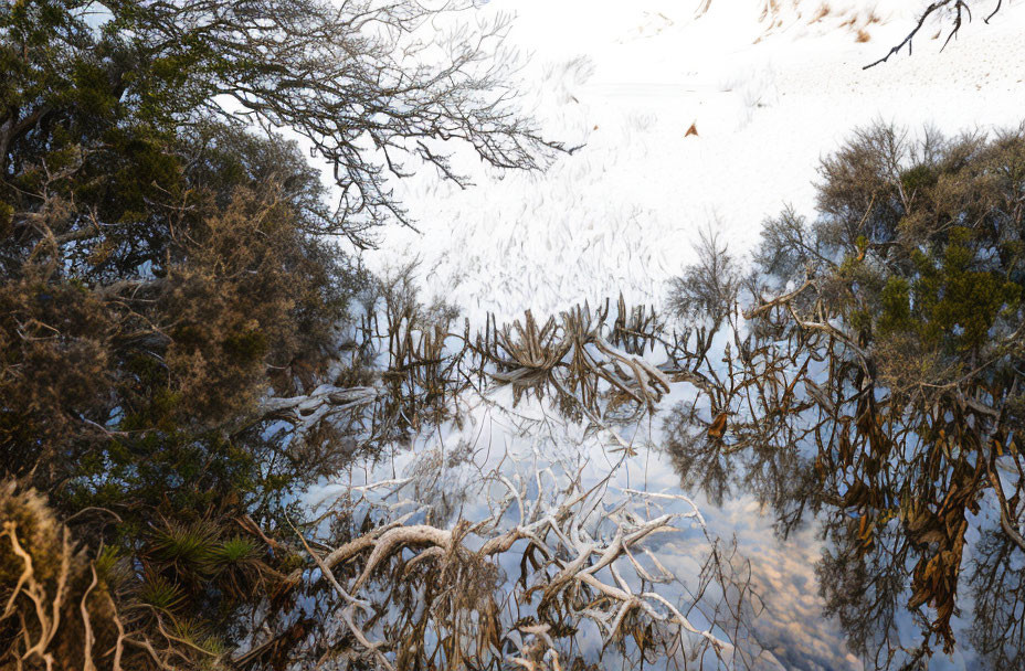 Winter landscape with tree branches mirrored in water