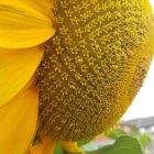 Detailed view of vibrant sunflower with water droplets, showcasing intricate yellow florets.