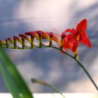 Blooming red flower with buds on stalk against gray patterned background