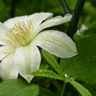 Detailed illustration of white curly-petaled flower with intricate stamen on green backdrop.