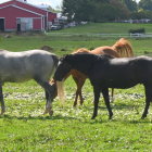 Vibrant Illustration of Horses in Green Pasture