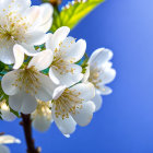 Detailed White Flowers with Golden Centers on Blue Background & Butterflies