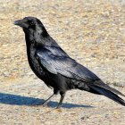 Detailed image of black raven with blue wing patch on tree branch in surreal mechanical design